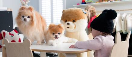 Boo the World's Cutest Dog Makes $20,000 a Week ​