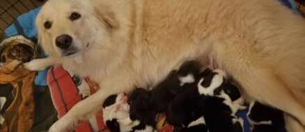 Doggie Mom Loses Puppies in Barn Fire, Finds Orphaned Pups to Adopt and Care For
