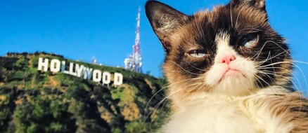 Top 10 Instafamous Felines Who Went From Rags to Richest
