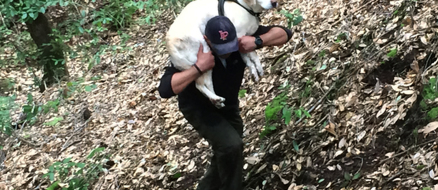 Sage The Blind Dog’s Amazing Rescue After a Week Lost in the Woods