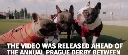 French Bulldogs Playing Soccer for Disabled Dog Charity (VIDEO)