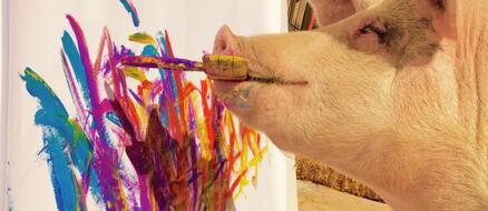 Pigcasso the Pig Paints to Support her Farm Sanctuary