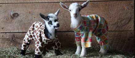 Baby Goats in PJs Frolicking in Colorful Onsies... YES! (With Video)