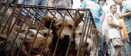 Taiwan Becomes First Asian Country to Officially Ban Eating Dog and Cat Meat
