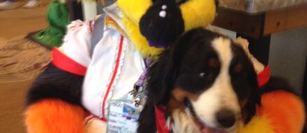 Woman brings her dog to a Furry Convention, hilariously finds out it’s not for pets
