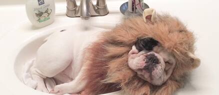 Manny the French Bulldog with 150,000 Fans and Snoop Dogg is One of Them