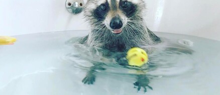 Pumpkin the Orphaned Raccoon That Thinks She's a Dog