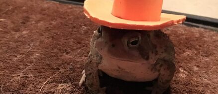 Man makes cute hats for toad that visits his porch