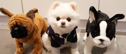 Mango the pomeranian is cuter than everything, wins competition as proof