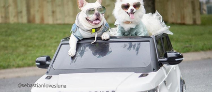 This Stylish Pupper Couple had the Cutest Engagement Photo Shoot of All-time