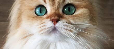 Smoothie Titled the Prettiest Cat on the Internet is a Real Life 'Puss n Boots'