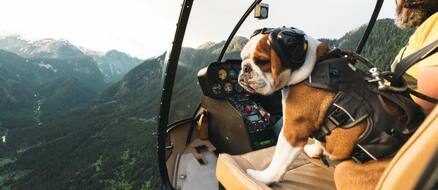 Mr Bentley the helicopter loving adventure bulldog