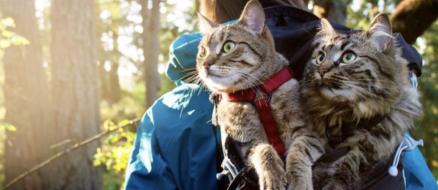 Adventure Cats Bolt and Keel: rescued from a garbage can now climb mountains