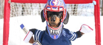 Crusoe the dachshund doesn’t let being a sausage stop his pro sports dreams