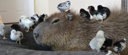 JoeJoe the Capybara the most chill animal on earth is living a great life in Vegas