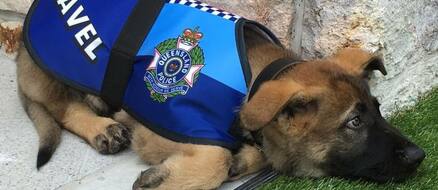 Puppy too friendly for police dog job, hired as government good boy instead