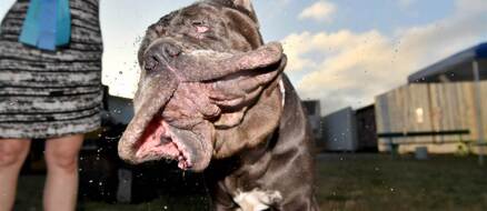Check out the winners of the 2017 World’s Ugliest Dog Contest
