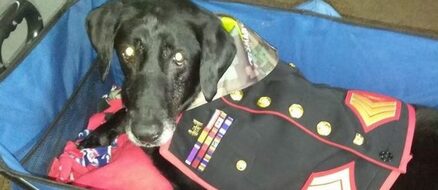 Hero Doggo: US Marine Cena served 3 tours in Afghanistan, gets tearful sendoff after terminal cancer