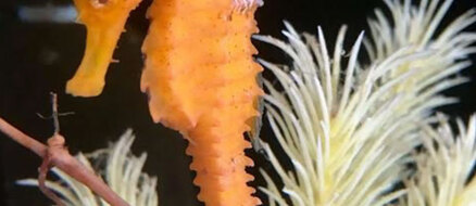 Cheeto the rescued seahorse gets another chance at life
