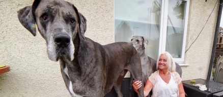 Meet Freddy, the world’s tallest dog at over 7 feet, 6 inches