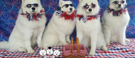 All Samoyed Barbershop Quartet Good Boy Group makes waves in the a cappella scene