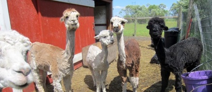 Forget goat yoga, alpaca dance classes are the hottest fitness trend of the summer