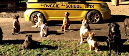 Excited pupper races to Doggy School Bus!