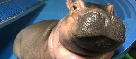 Fiona the baby hippo is the official queen of the summer