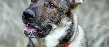 Hero dog Luca comes out of retirement for one last job