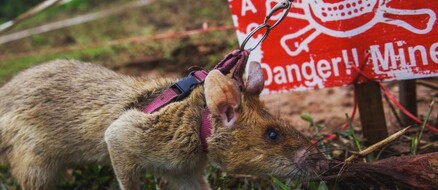 Hero Rats sniff out bombs and disease, making the world a better place