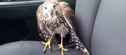 Lucky hawk catches cab to escape Hurricane Harvey