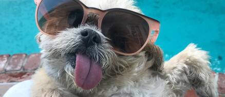 Top 5 Tongue Waggin' Instagram Stars