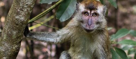Gang of monkeys terrorize tourists in Indonesia