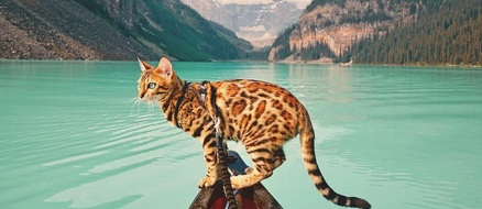 The Instagram adventures of Suki the bengal cat