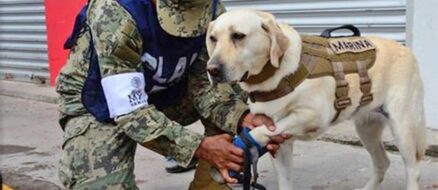Earthquake devastates Mexico, four legged doggo heroes come to the rescue!