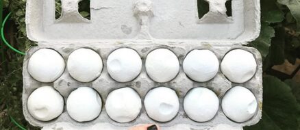 To catch a turtle poacher: conservationists use fake eggs to bring down bad guys!