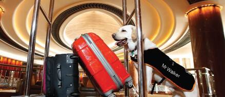 Good boy Labrador failed guide dog school, hired as hotel concierge instead