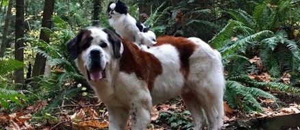 BFF Goals: Big dog loves taking tiny dog everywhere on his back