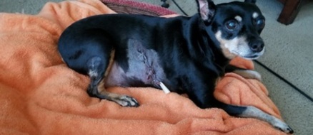 Plump pup's extra weight saves her from bear attack