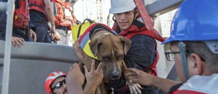 Two dogs and their humans found after months lost at sea