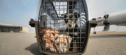 Wings of Rescue airlifts rescued animals out of Puerto Rico, devastated by Hurricane Maria