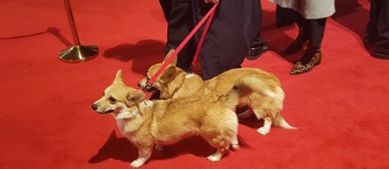 Royally cute guests on the red carpet for premier of The Crown steal the show