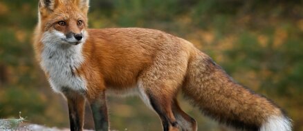 Insomniac makes Twitter thread grading foxes, regrets it almost immediately.