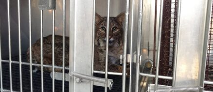 Thanksgiving miracle: bobcat survives 60 mile trip in car grille