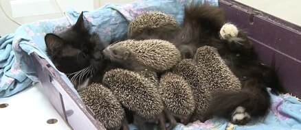 Cat adopts orphaned hedgehog babies proving that love knows no bounds