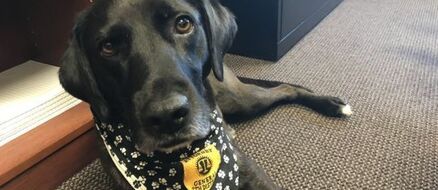 Dog flunks service training three times, finds job comforting those in need