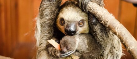 Baby Sloth born in case of surprise pregnancy!