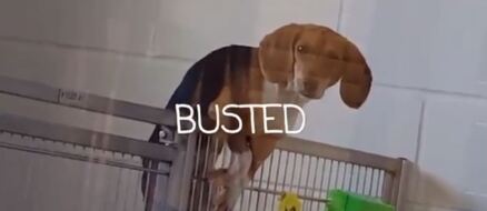 Escape artist pup scales chain link fence in video!