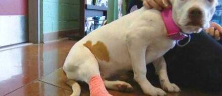 Shootout lead to lost puppy rescue, family has happy ending