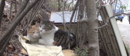 Feral cat protects his disabled girlfriend